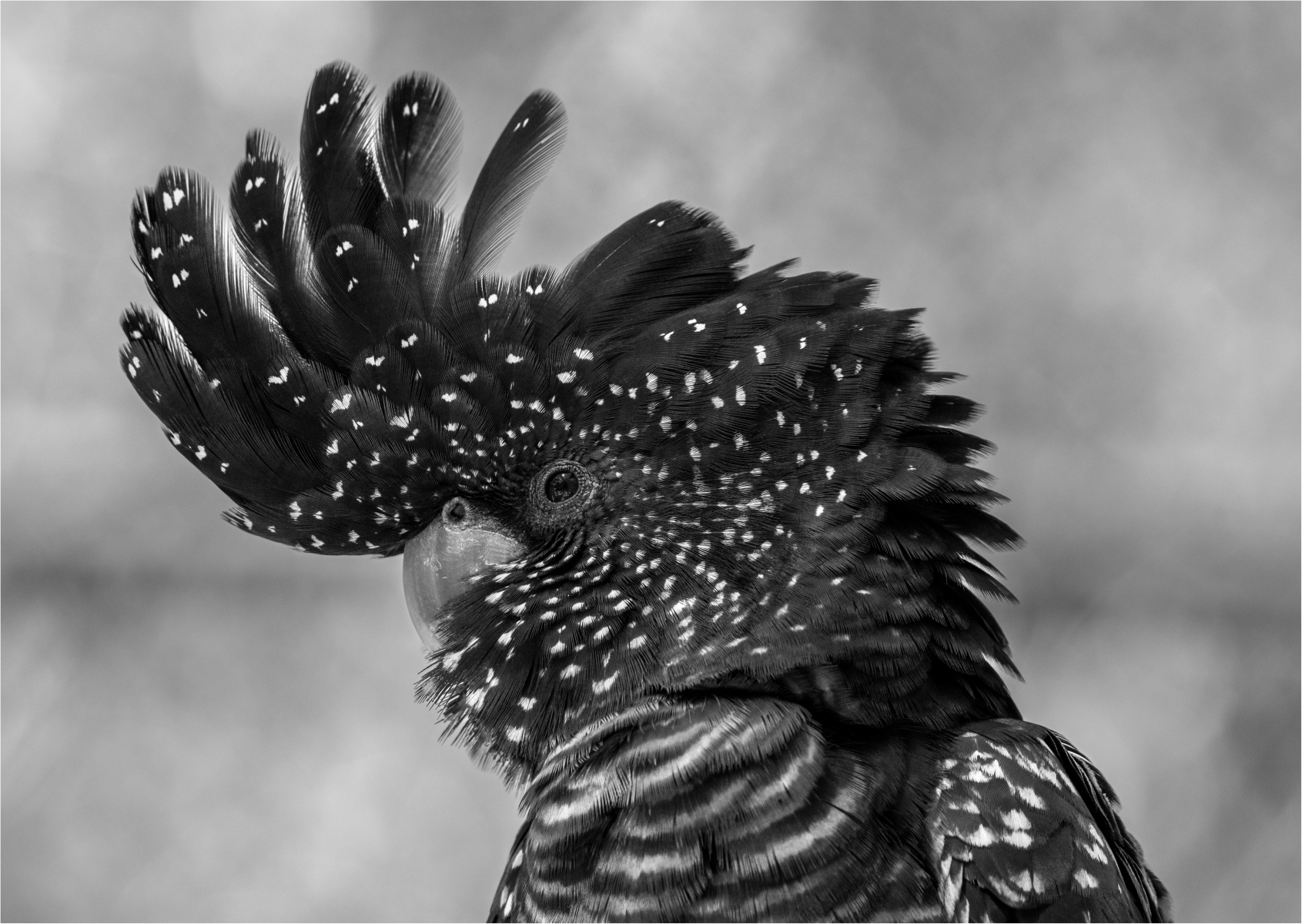 Tiled Image